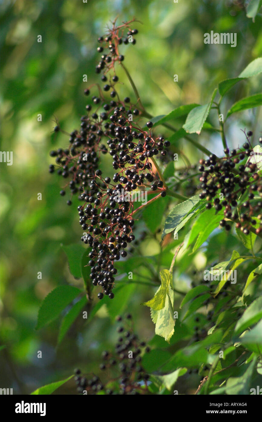 Elderberry (Sambucus canadensis) berries. Stock Photo