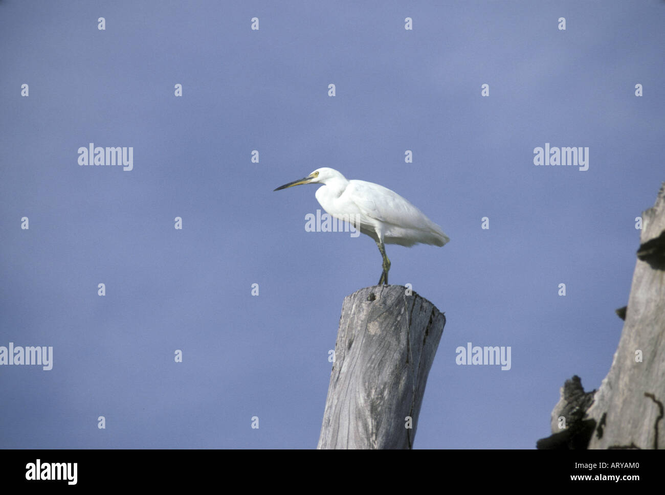 Dimorphic Little Egret Egretta garzetta dimorpha white phase Aldabra ...
