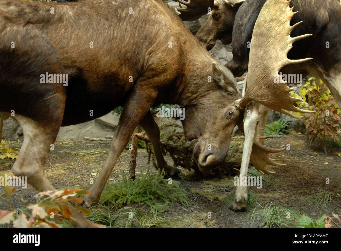 North American Male Moose Alces alces Stock Photo