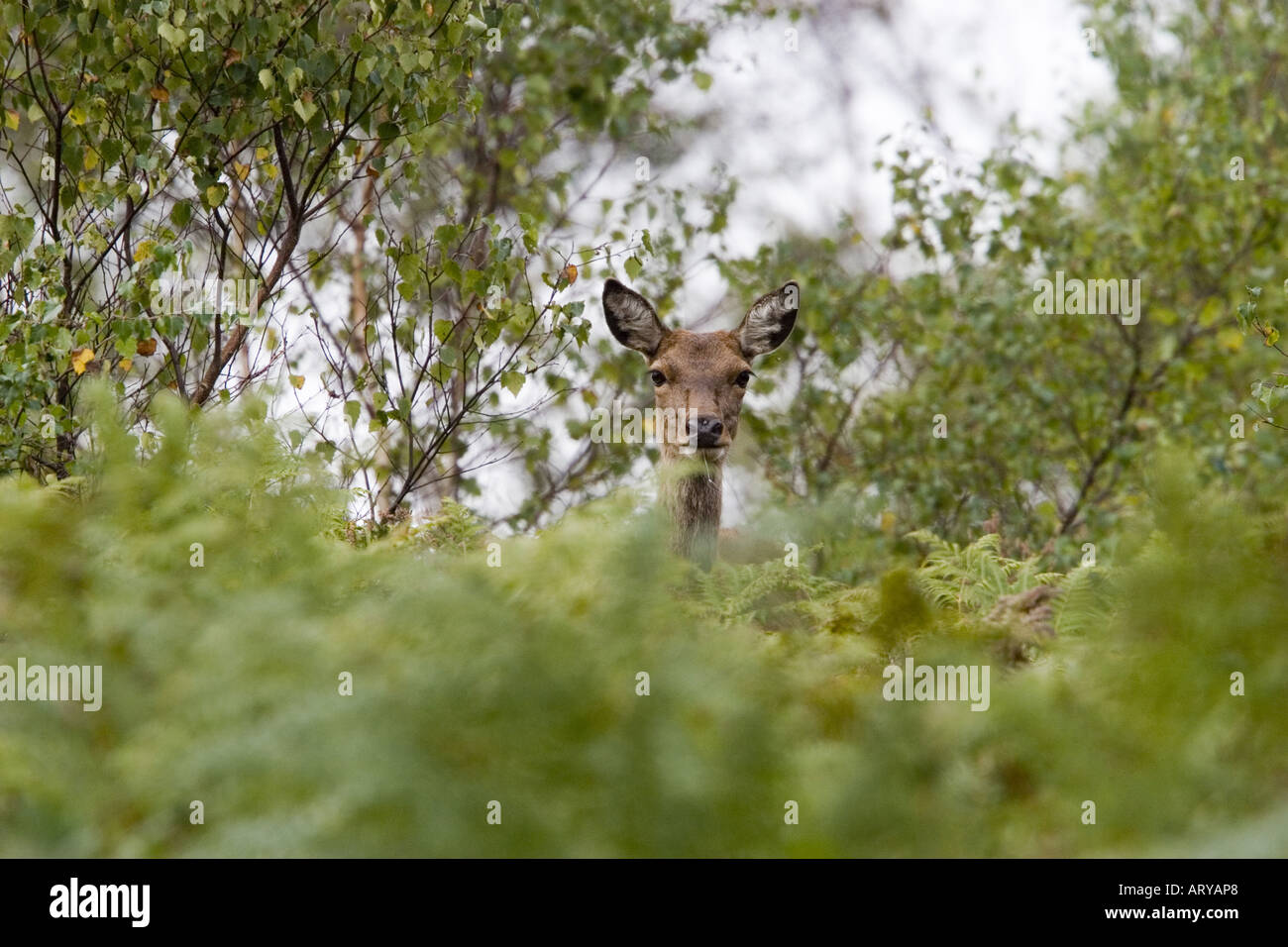 Red Deer Cervus elaphus hind in woodland Stock Photo - Alamy