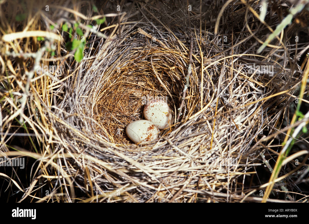 Bird Nest Egg Wings High Resolution Stock Photography And Images Alamy