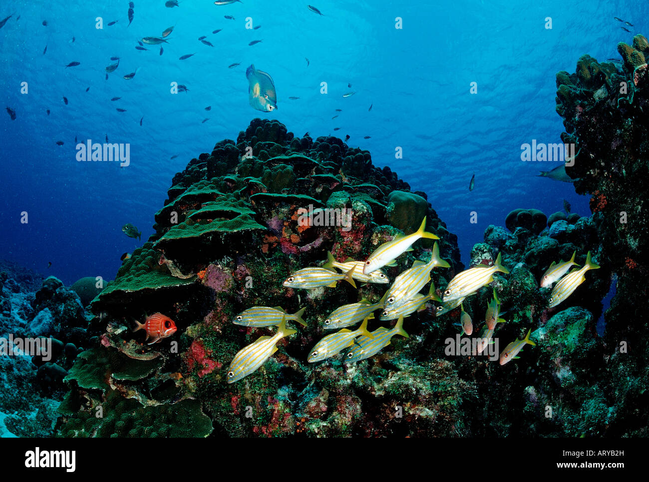 Smallmouth Grunts at Coral Reef Haemulon chryargyreum Caribbean Sea Cuba Stock Photo