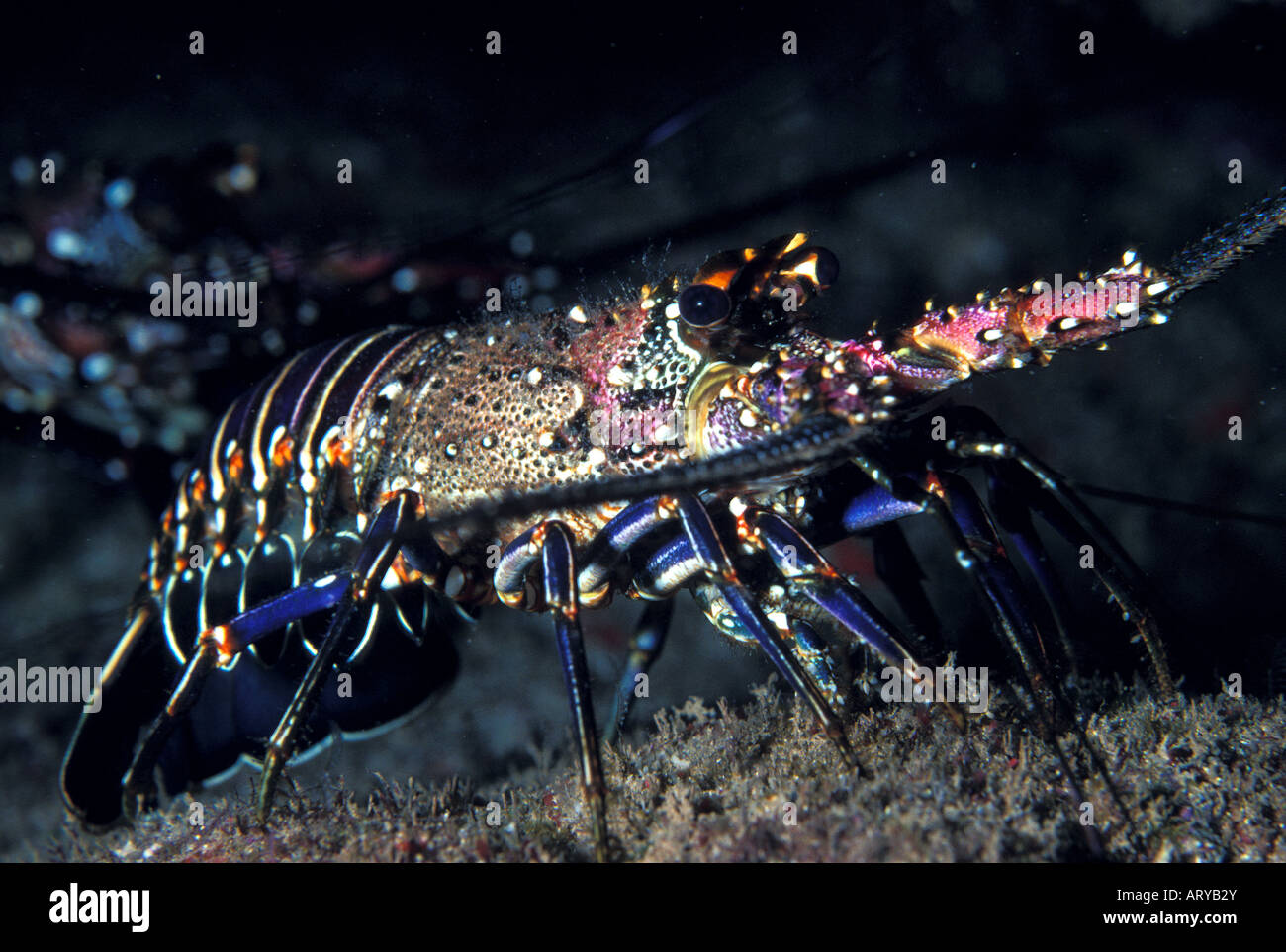 Banded Spiny Lobster (Panulirus marginatus).Found only in Hawaiian