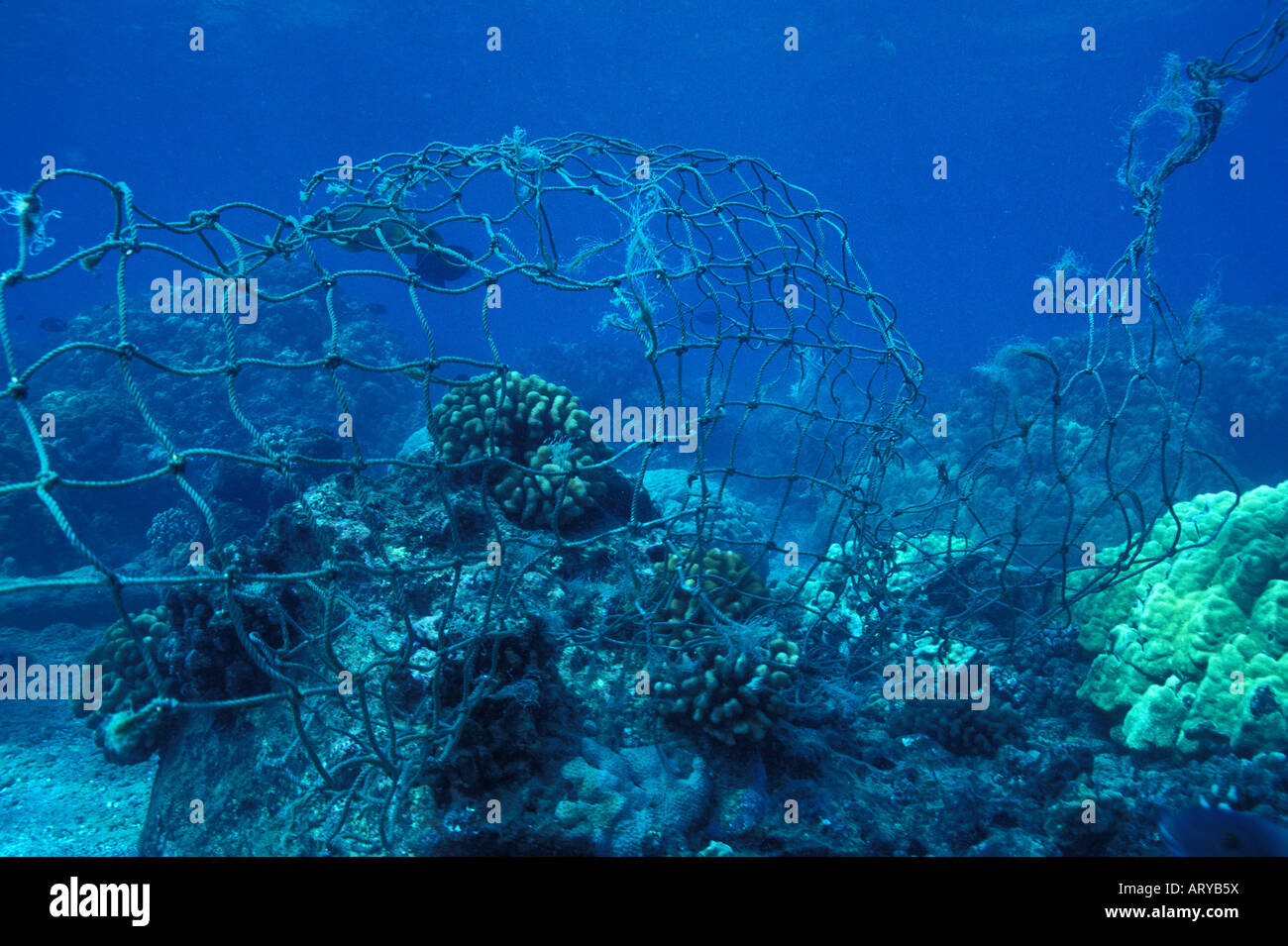 Discarded fishing nets entangle in coral kill reef fishes or wash up on Hawaii's pristine