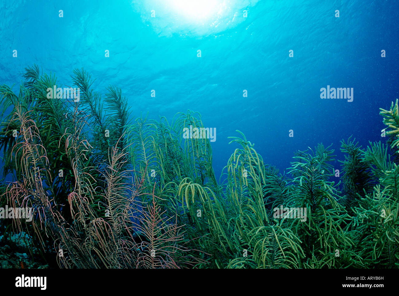 Coral Reef Caribbean Sea Bonaire Stock Photo