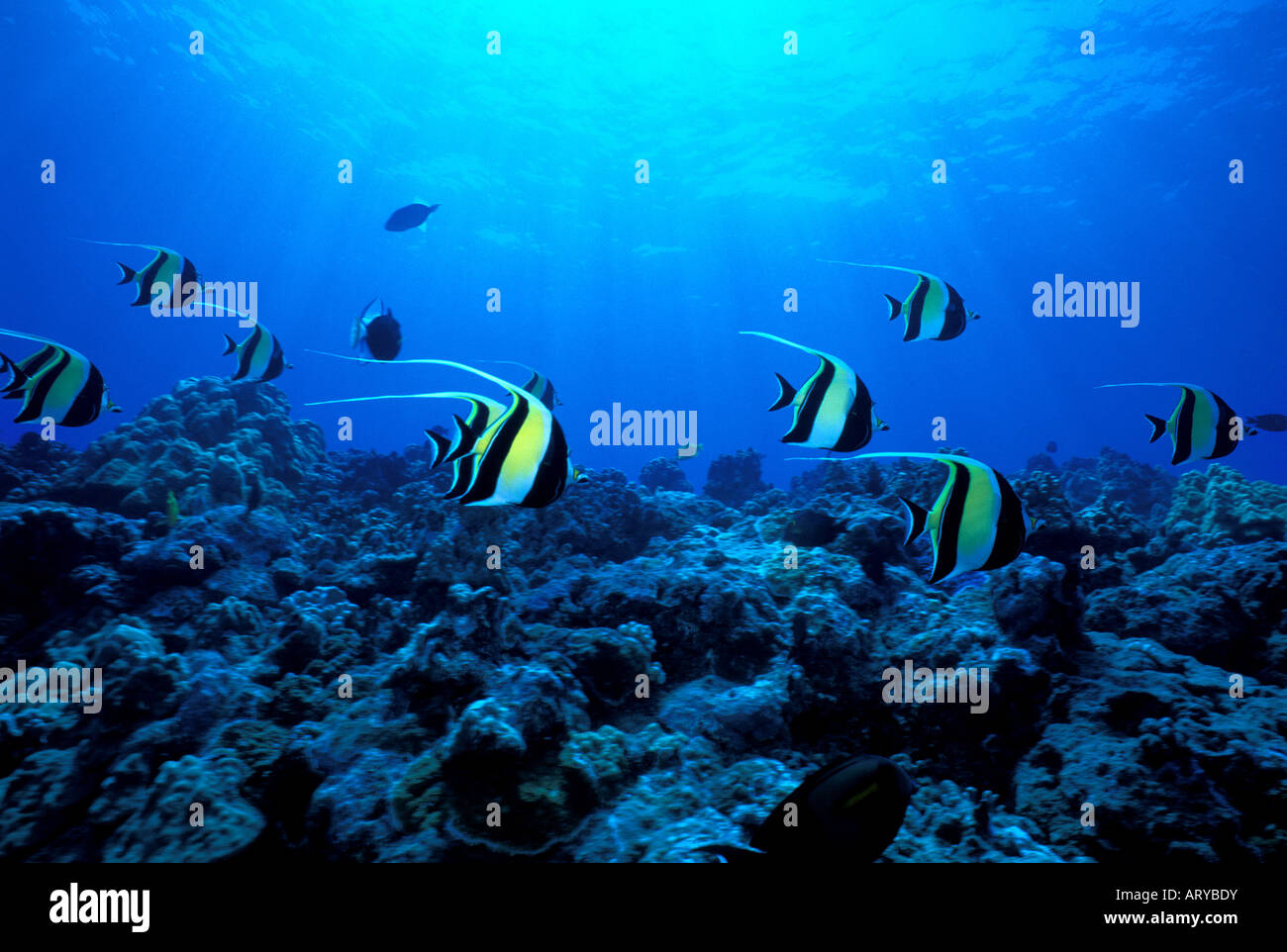 This photo depicts Hawaii's coral reef diversity.  In this photo you can see Convict Tangs, Achilles Tang, Yellow Tang, Stock Photo