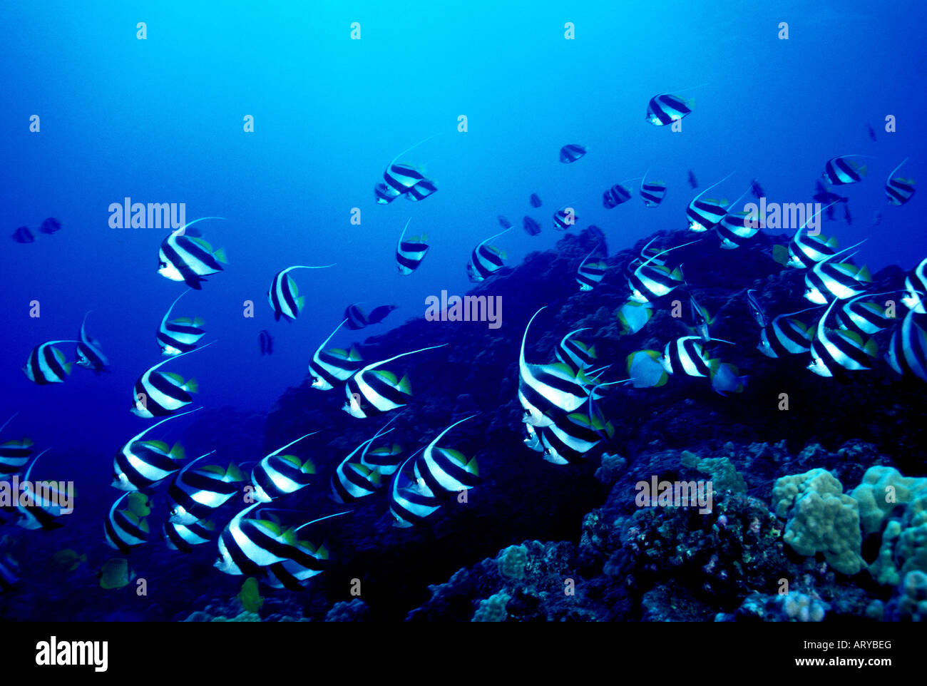 Orangeband Surgeonfishes (Acanthurus olivaceus) swim in large schools over the coral reef to feed. Hawaiian name is (na ena e) Stock Photo