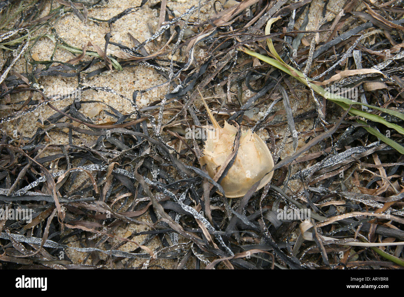 Seaweed with juvenile horseshoe crab shed skin on beach in Monomoy National Wildlife Refuge, Morris Island, Chatham, MA,USA. Stock Photo