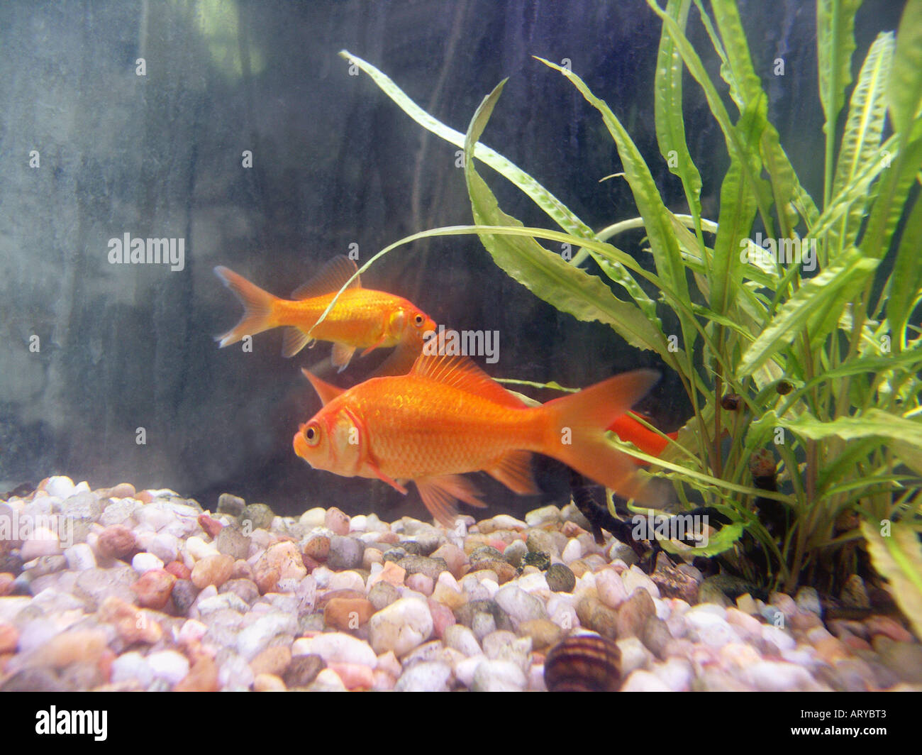 Goldfish in an Aquarium Stock Photo