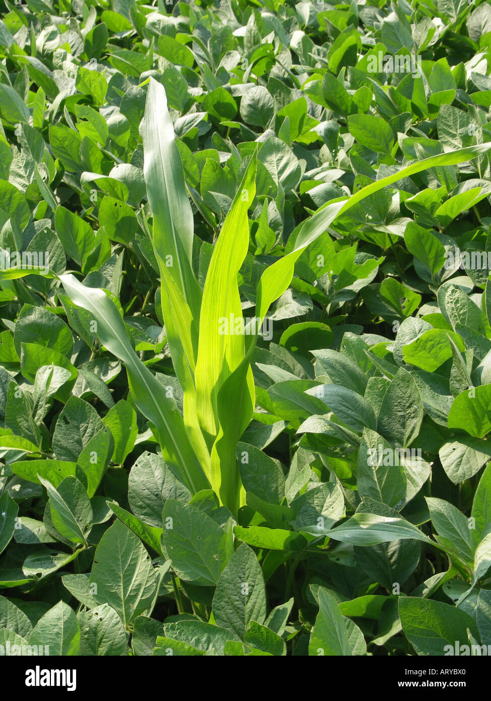 Corn growing in Soybeans Stock Photo Alamy