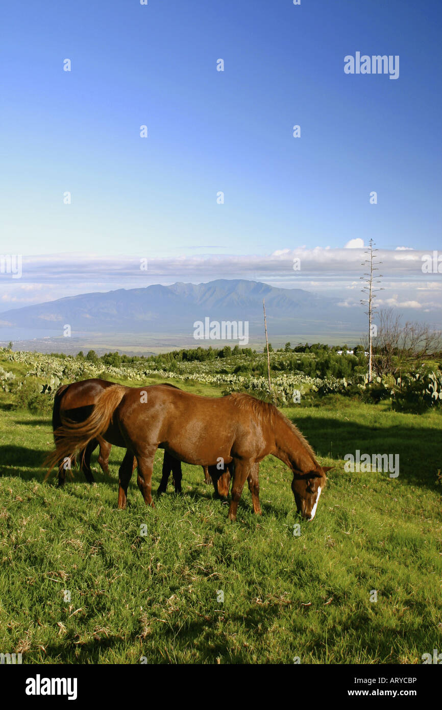 Maui scenics attractions hi-res stock photography and images - Alamy