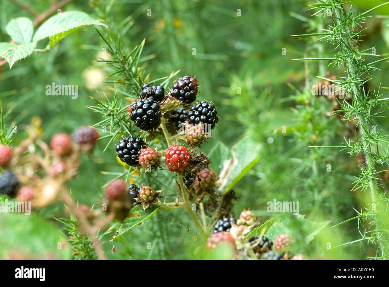 Blackberries ready for harvest in hedgerow in English countryside Stock