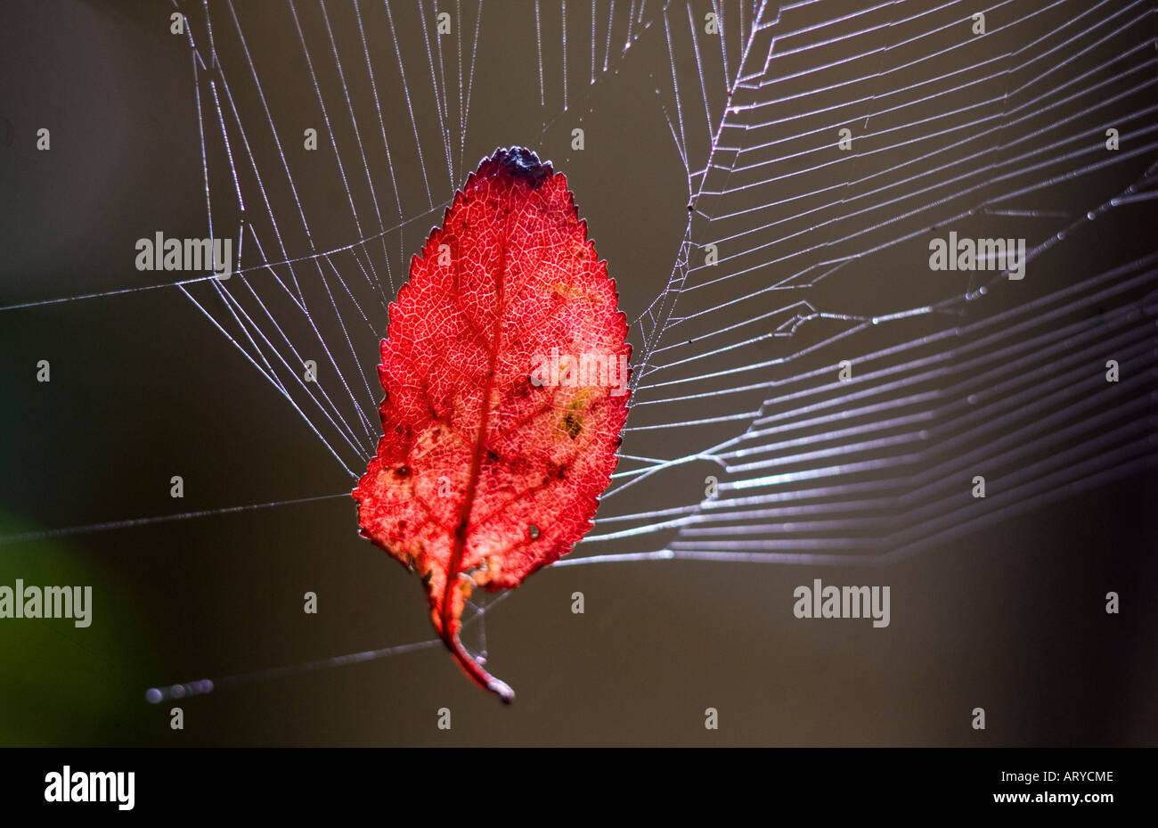 Autumn leaf caught in garden spider s web Stock Photo