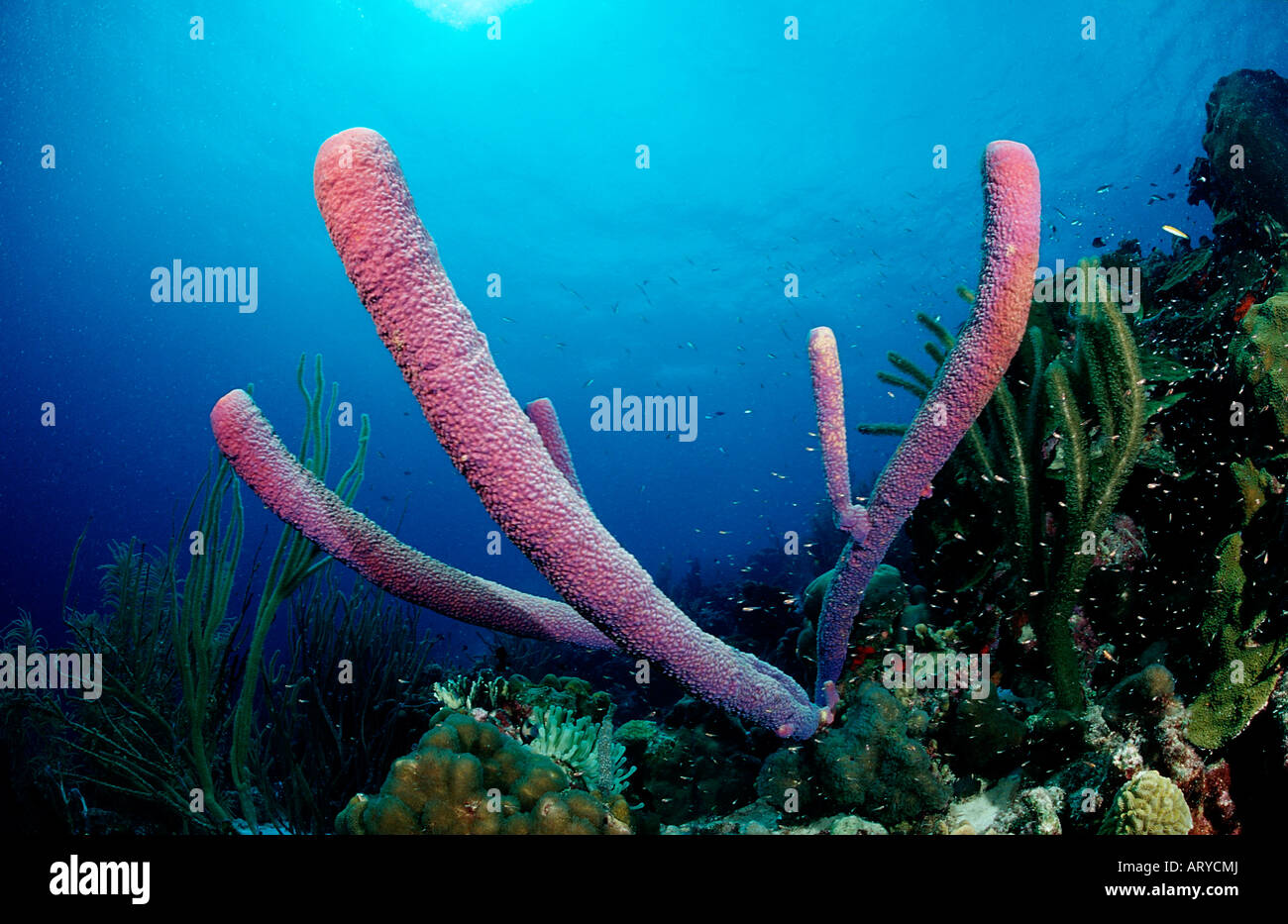 Sponge at Coral Reef Caribbean Sea Bonaire Stock Photo