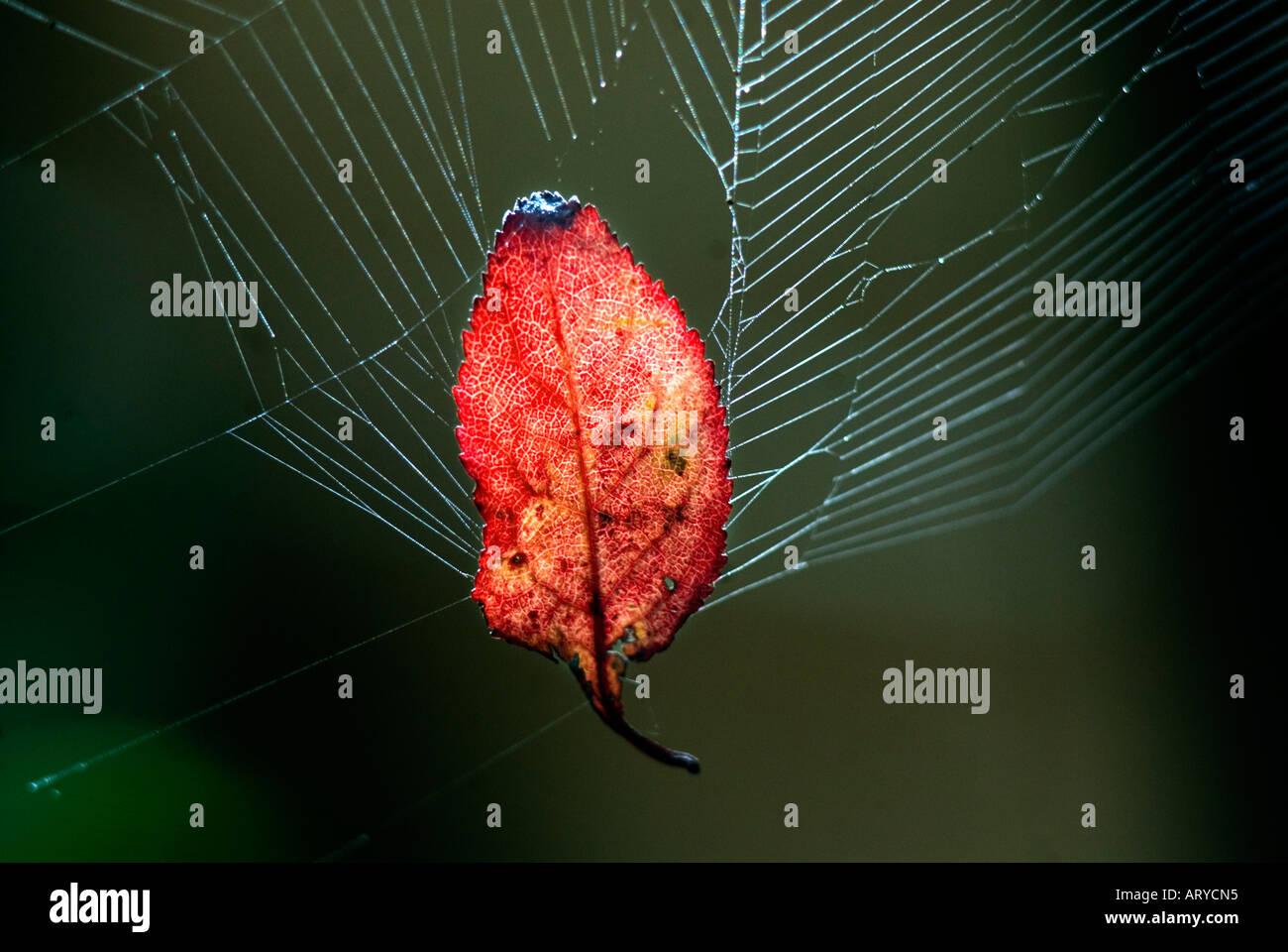 Autumn leaf caught in garden spider s web Stock Photo