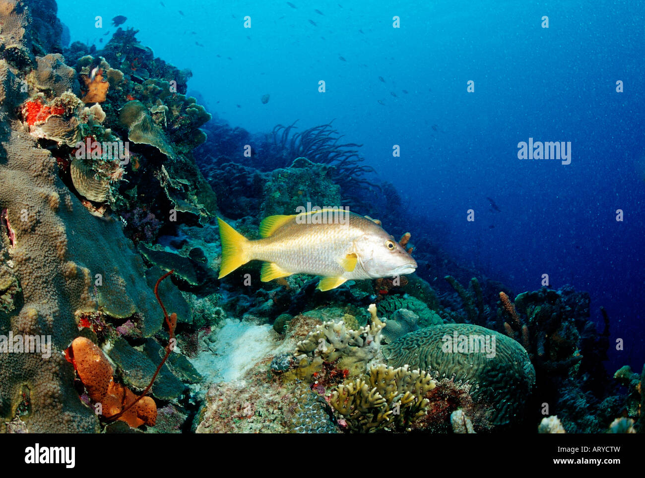 Schoolmaster at Coral Reef Lutjanus apodus Caribbean Sea Trinidad Stock Photo