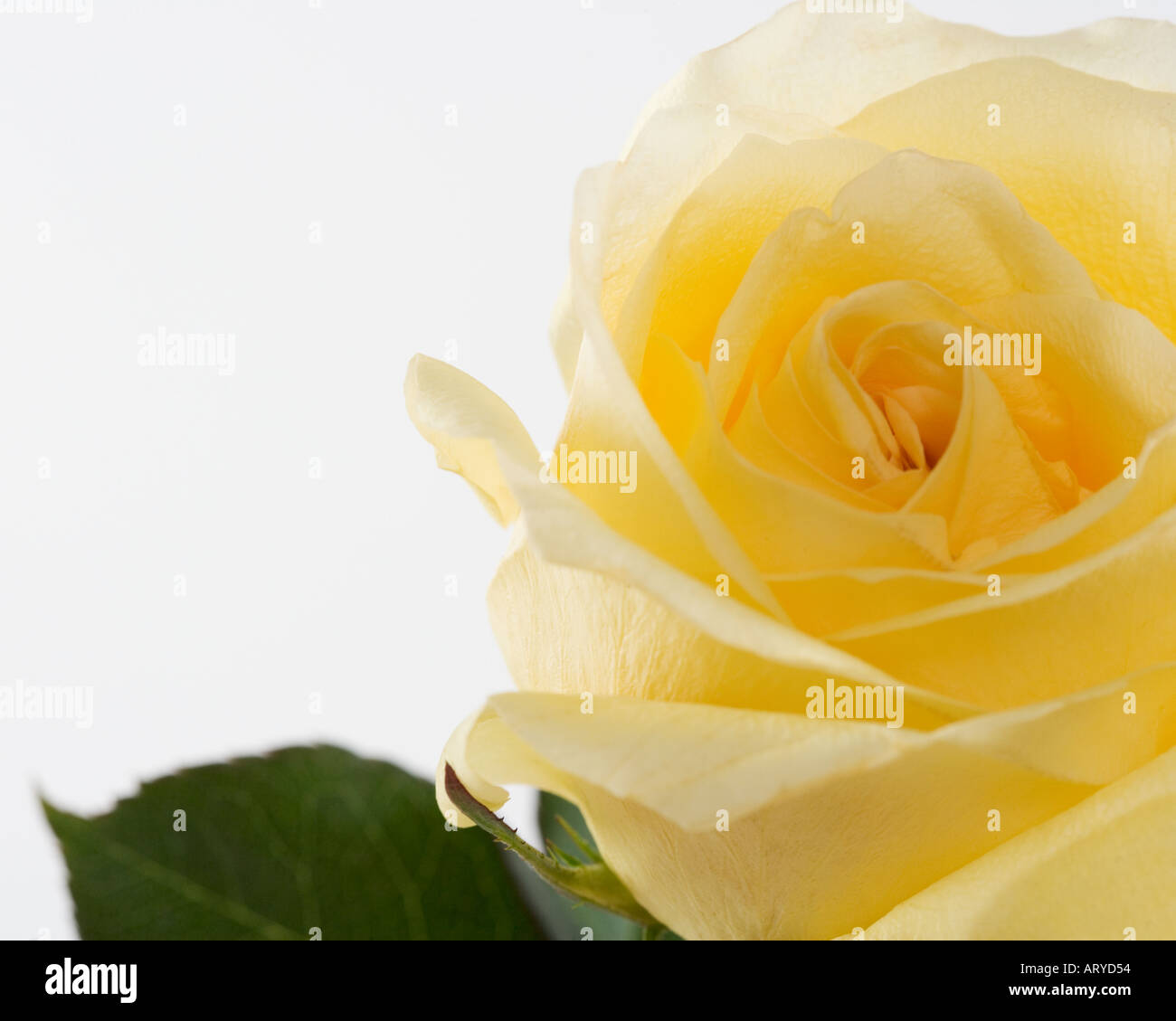 Closeup of yellow rose Stock Photo