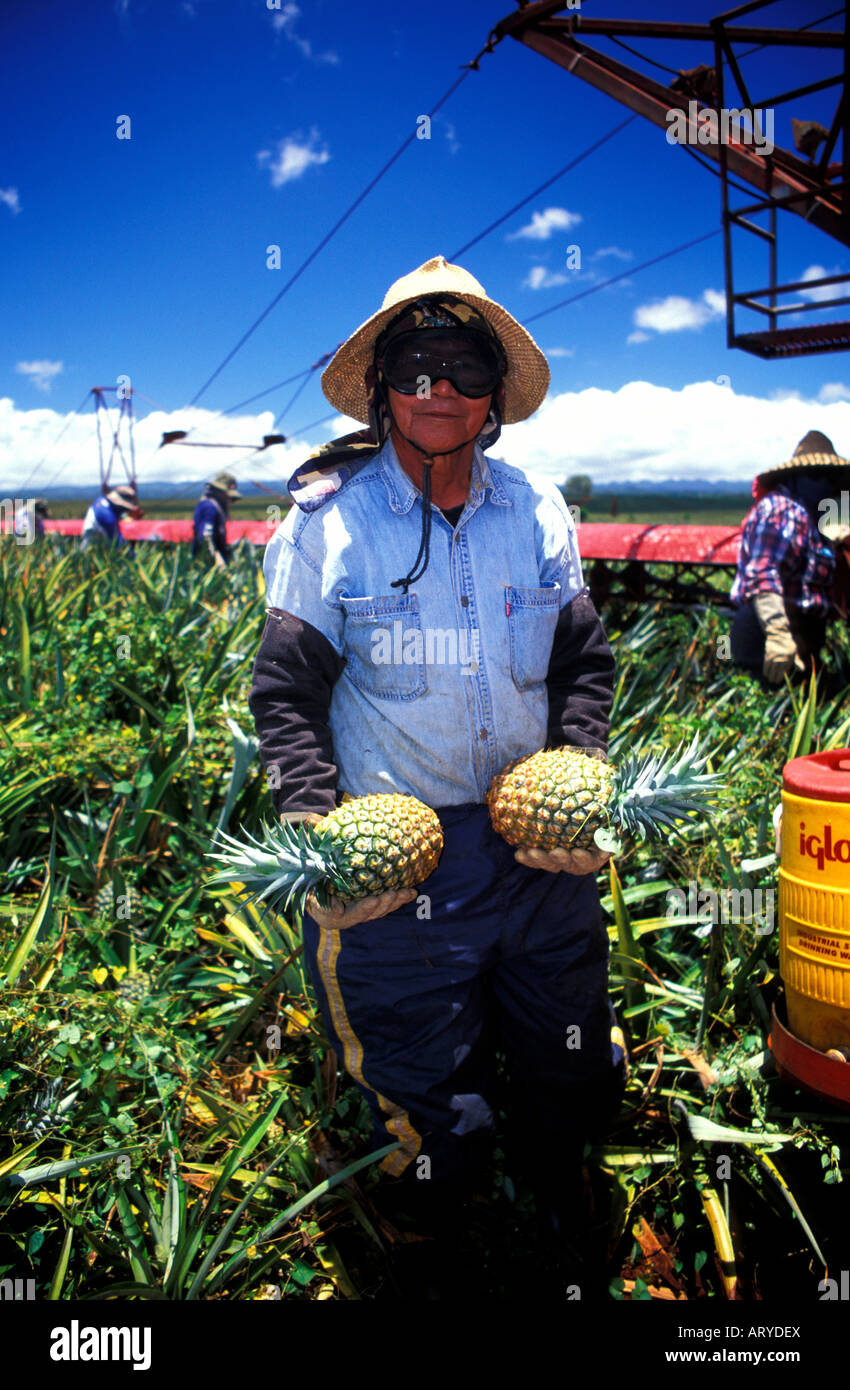 Pineapple fields oahu hawaii hires stock photography and images Alamy