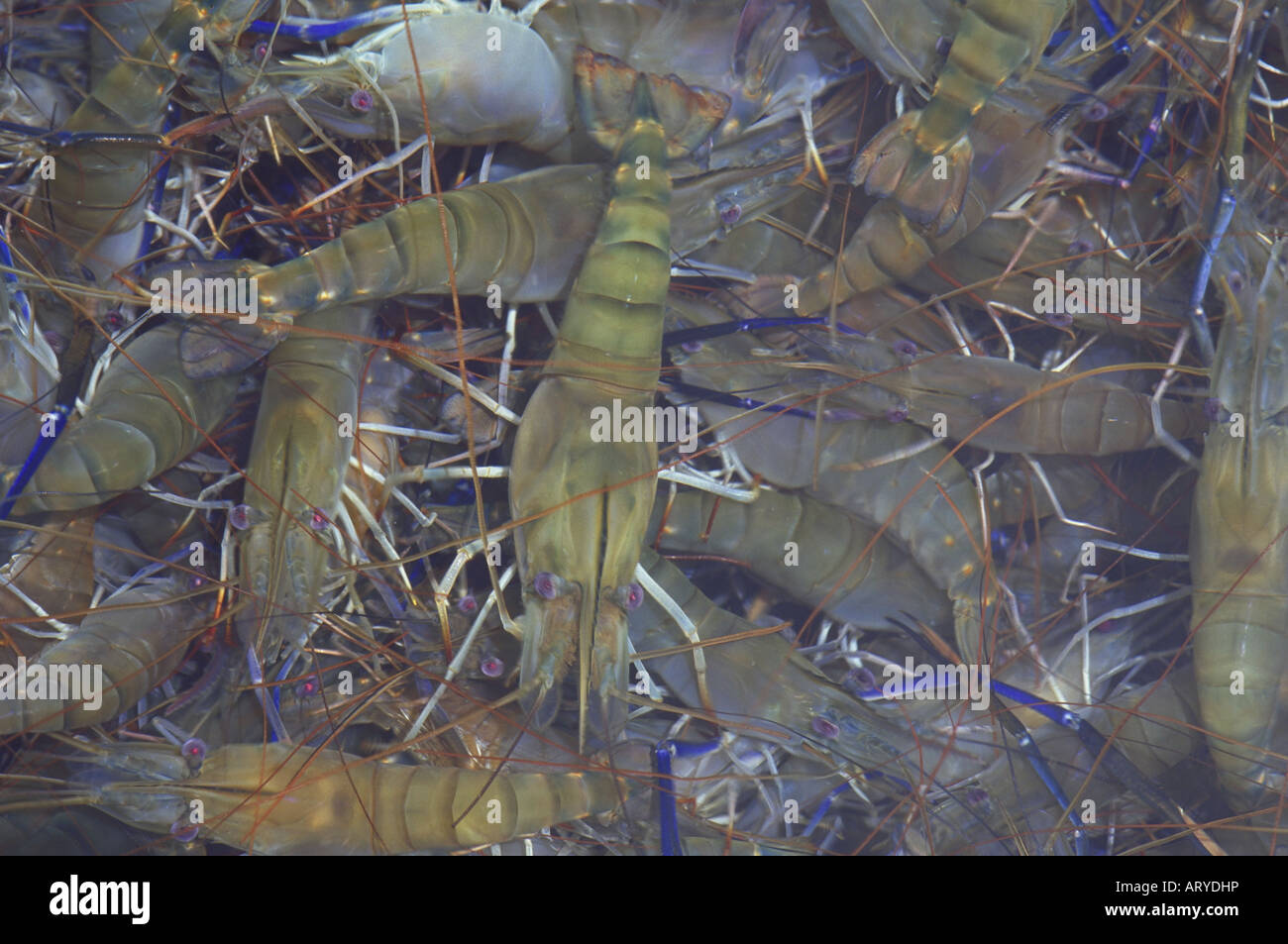 Freshwater prawns, Kahuku Stock Photo Alamy