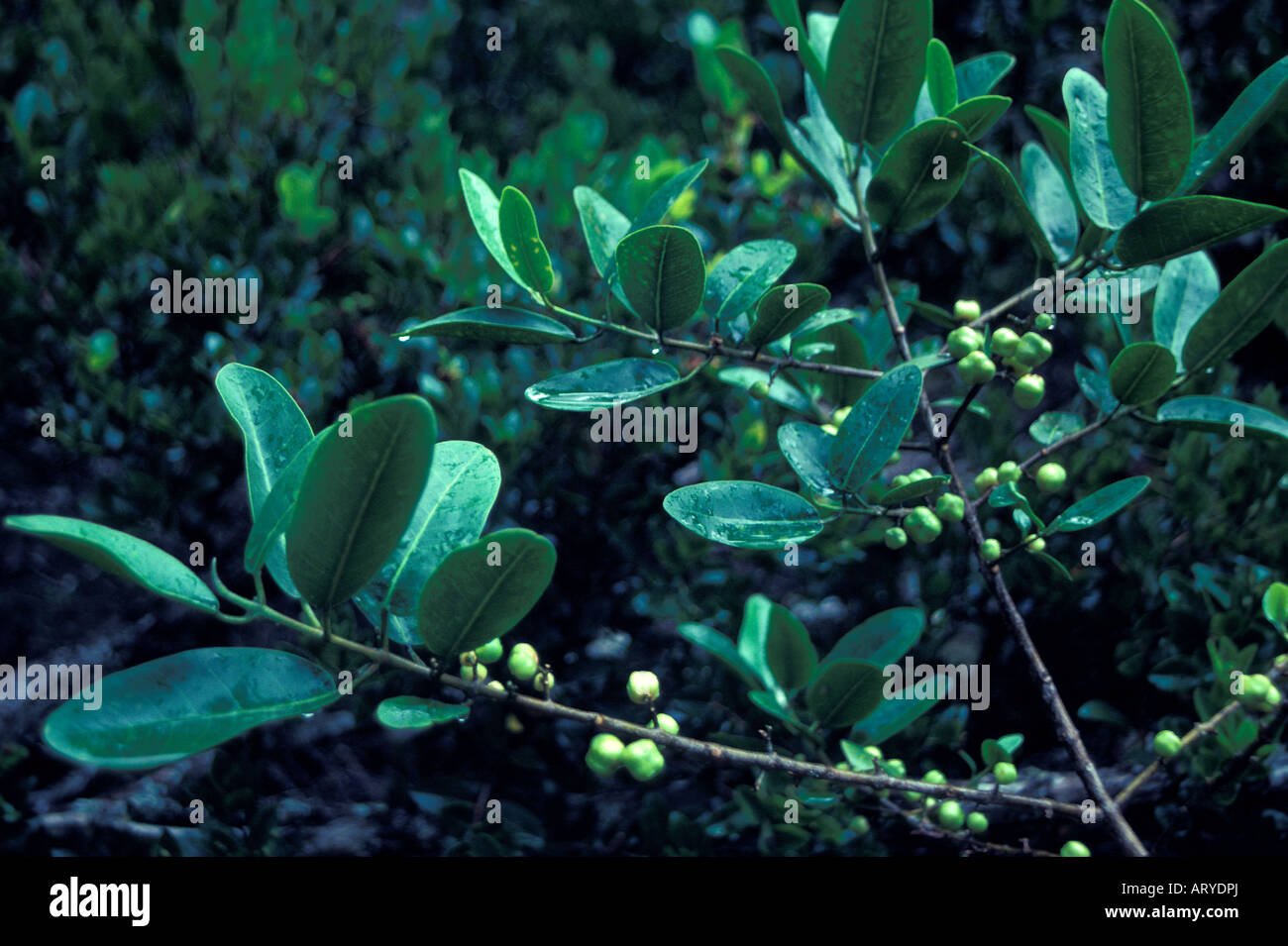 Mokihana kauai island flower hires stock photography and images Alamy