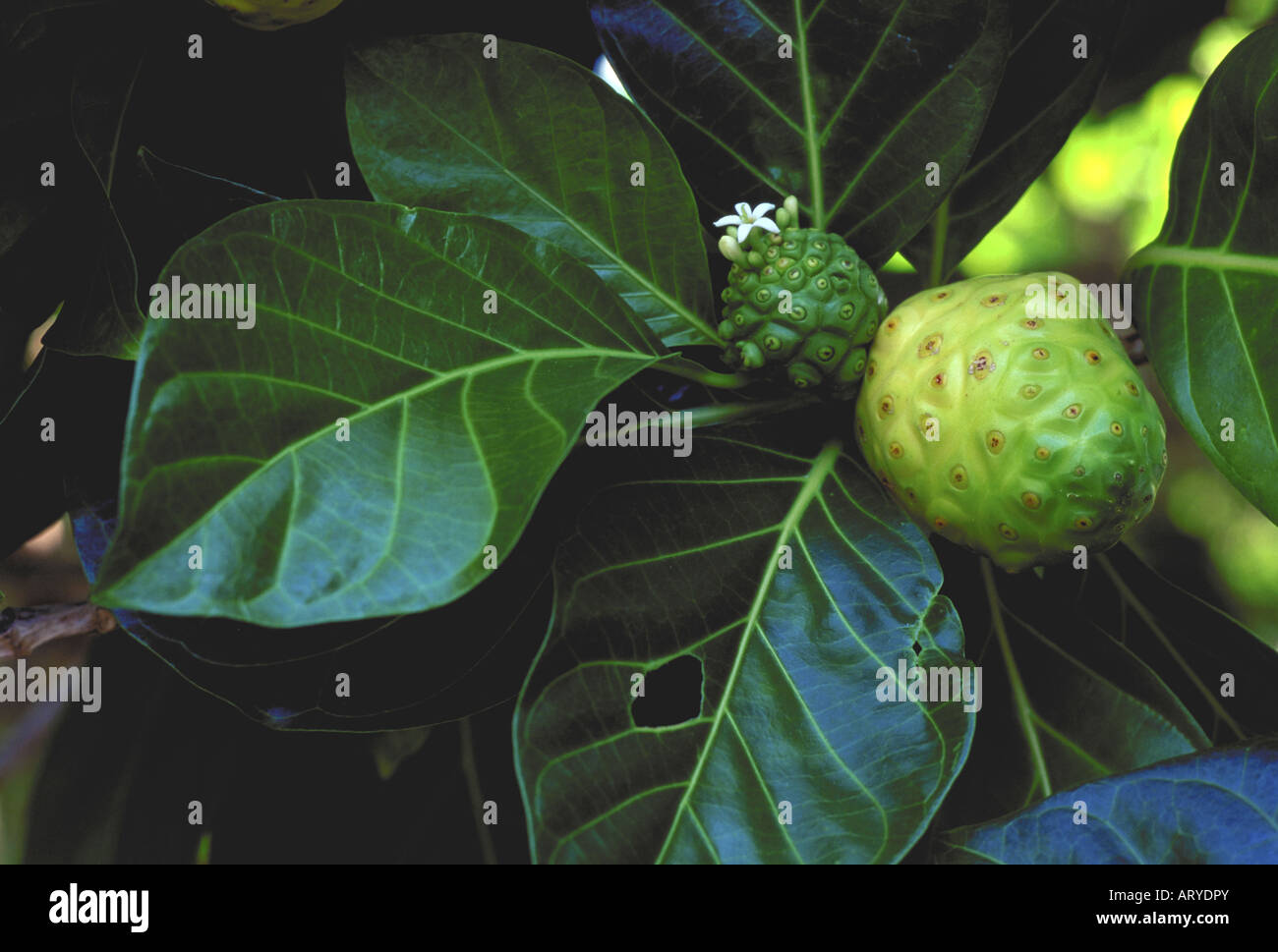 Noni, medicinal Hawaiian plant Stock Photo Alamy