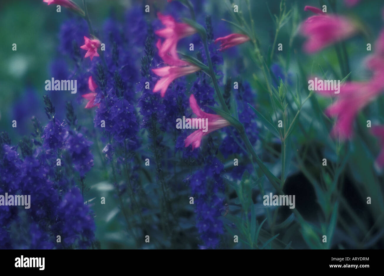 Wild flowers, Sweden Stock Photo Alamy