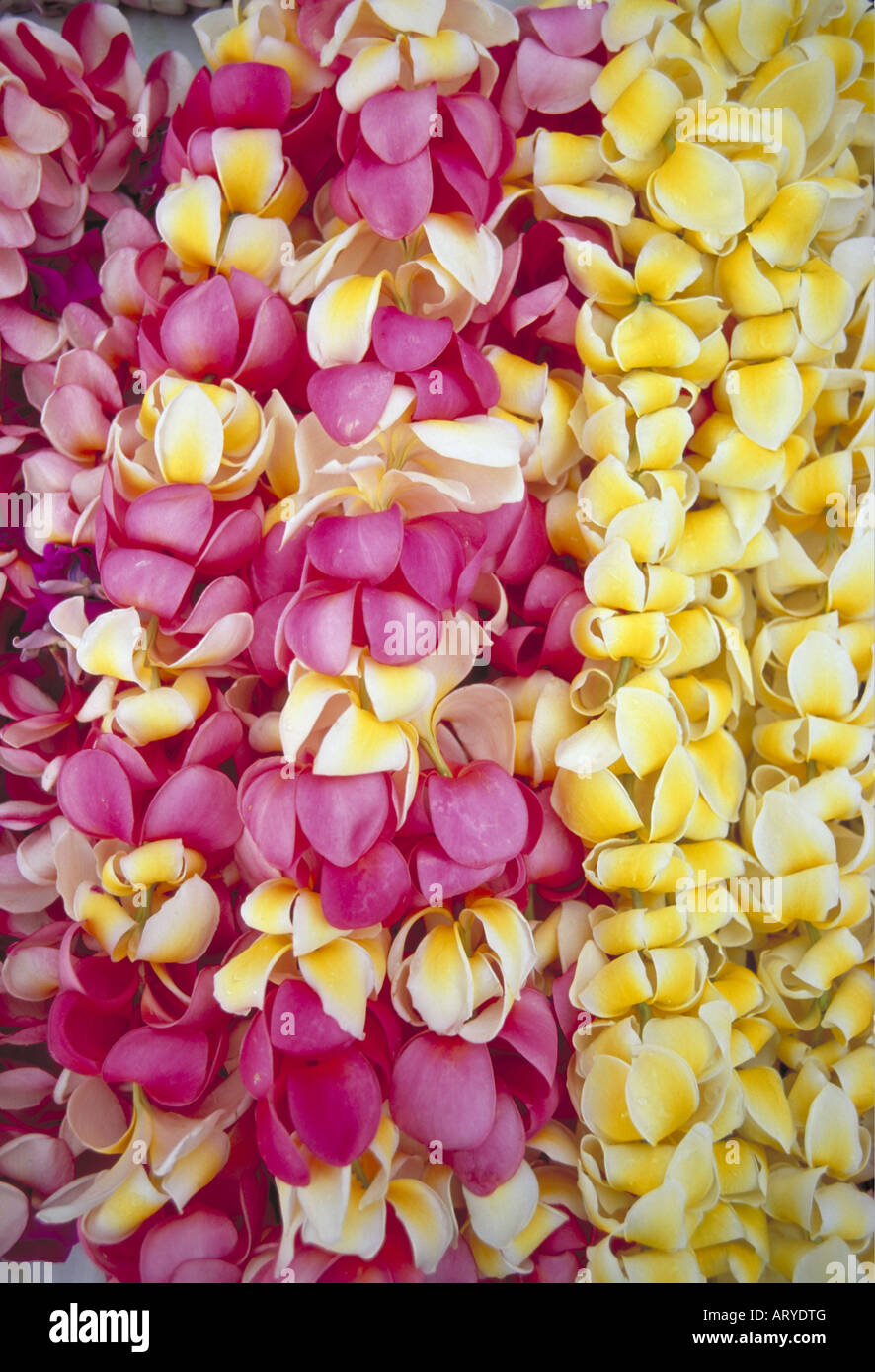 Pink & yellow plumeria leis Stock Photo