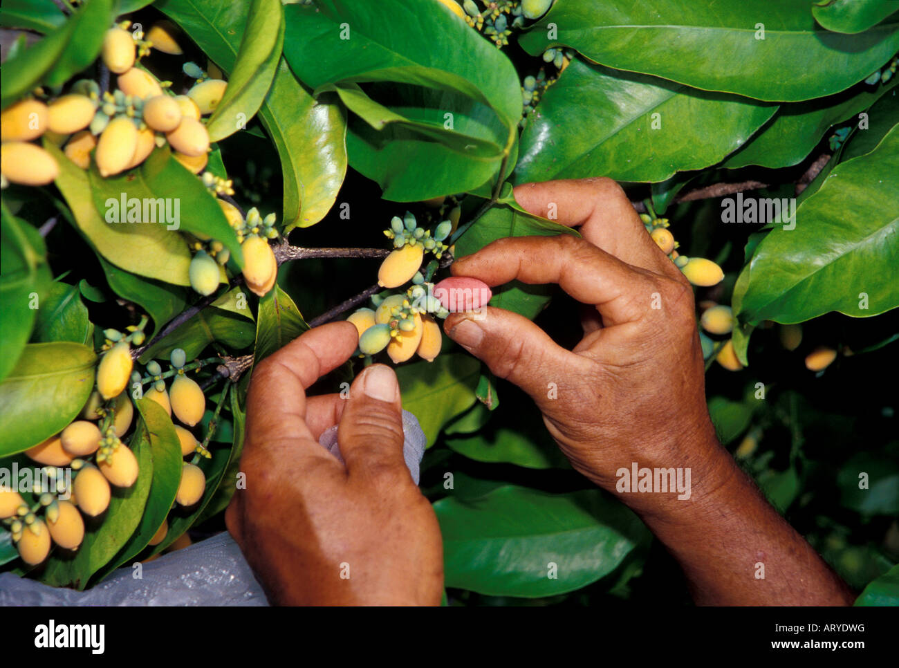 seeds from Indonesia, grown at an Oahu fruit tree nursery Stock