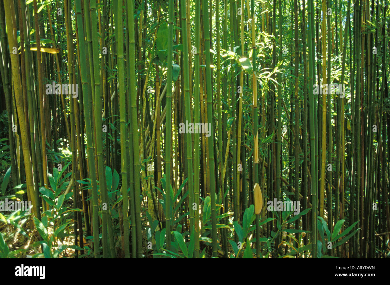 Bamboo forest on Manoa Cliffs Trail, near Honolulu, Oahu Stock Photo