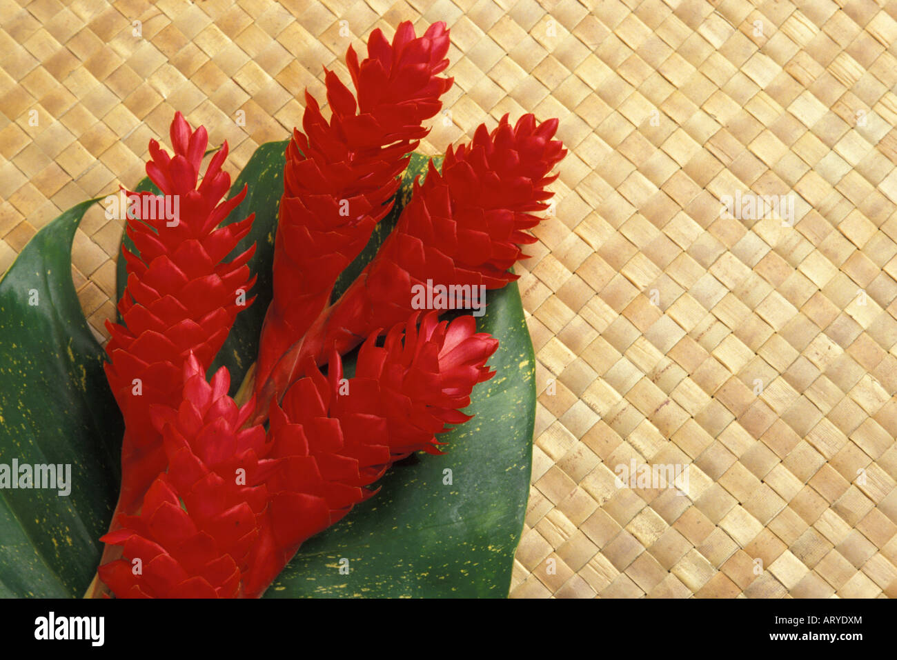 Red torch ginger (nicolalia elatior)  on woven lauhala mat Stock Photo