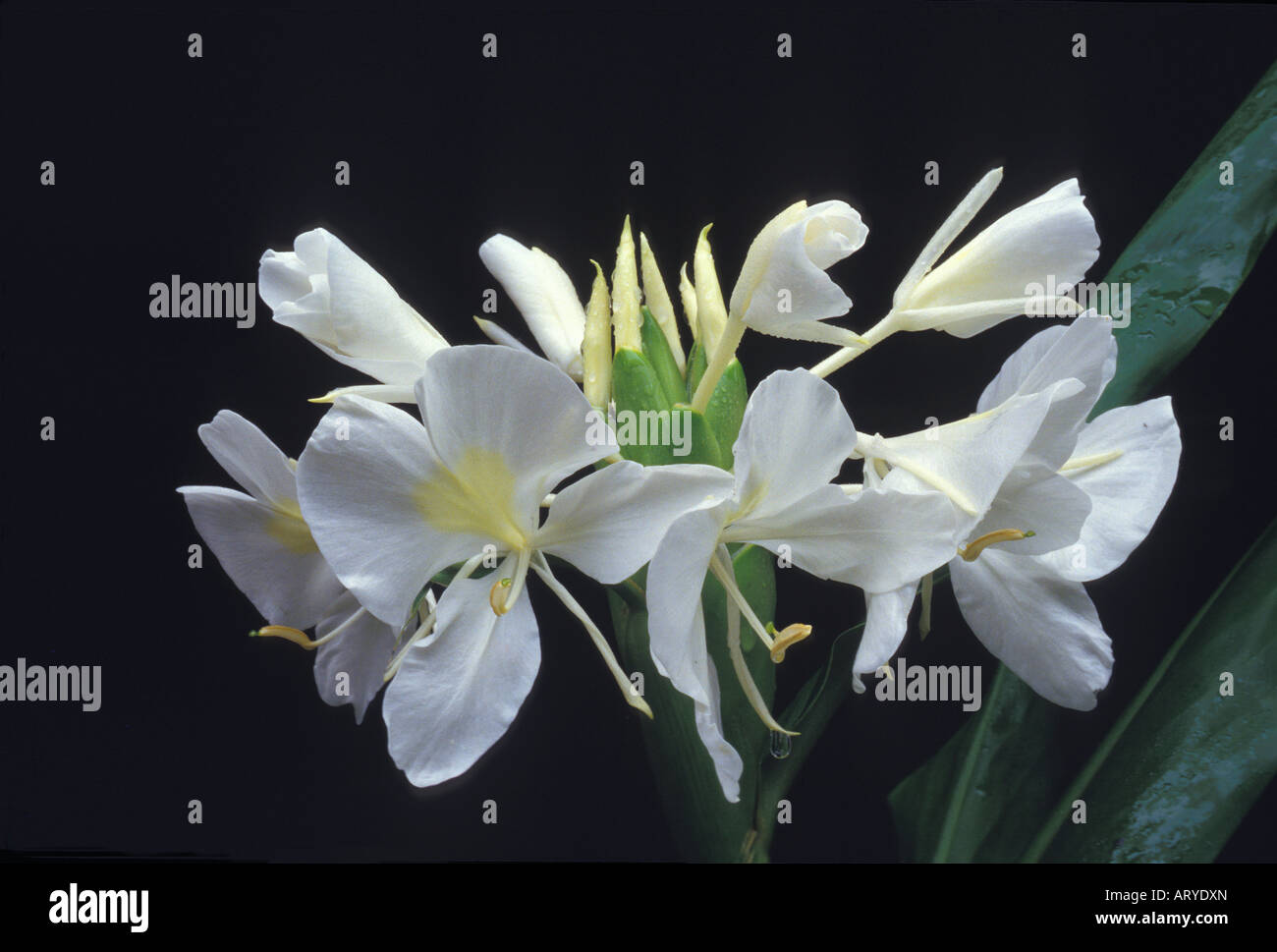 White ginger (hedychium coronarium), fragrant flower often used in lei