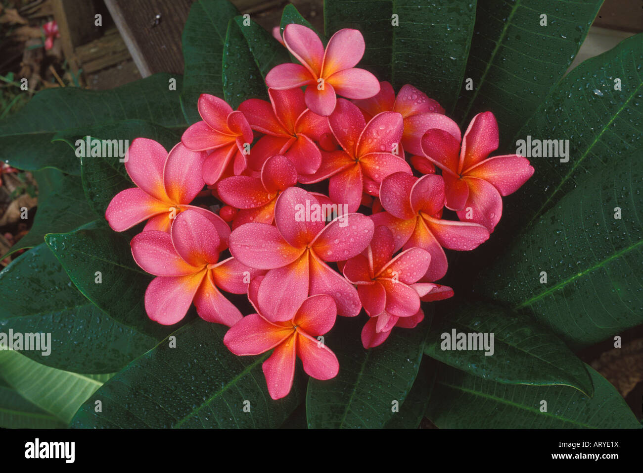 Pink plumeria, or frangipani (apocynacae), a fragrant blossom often