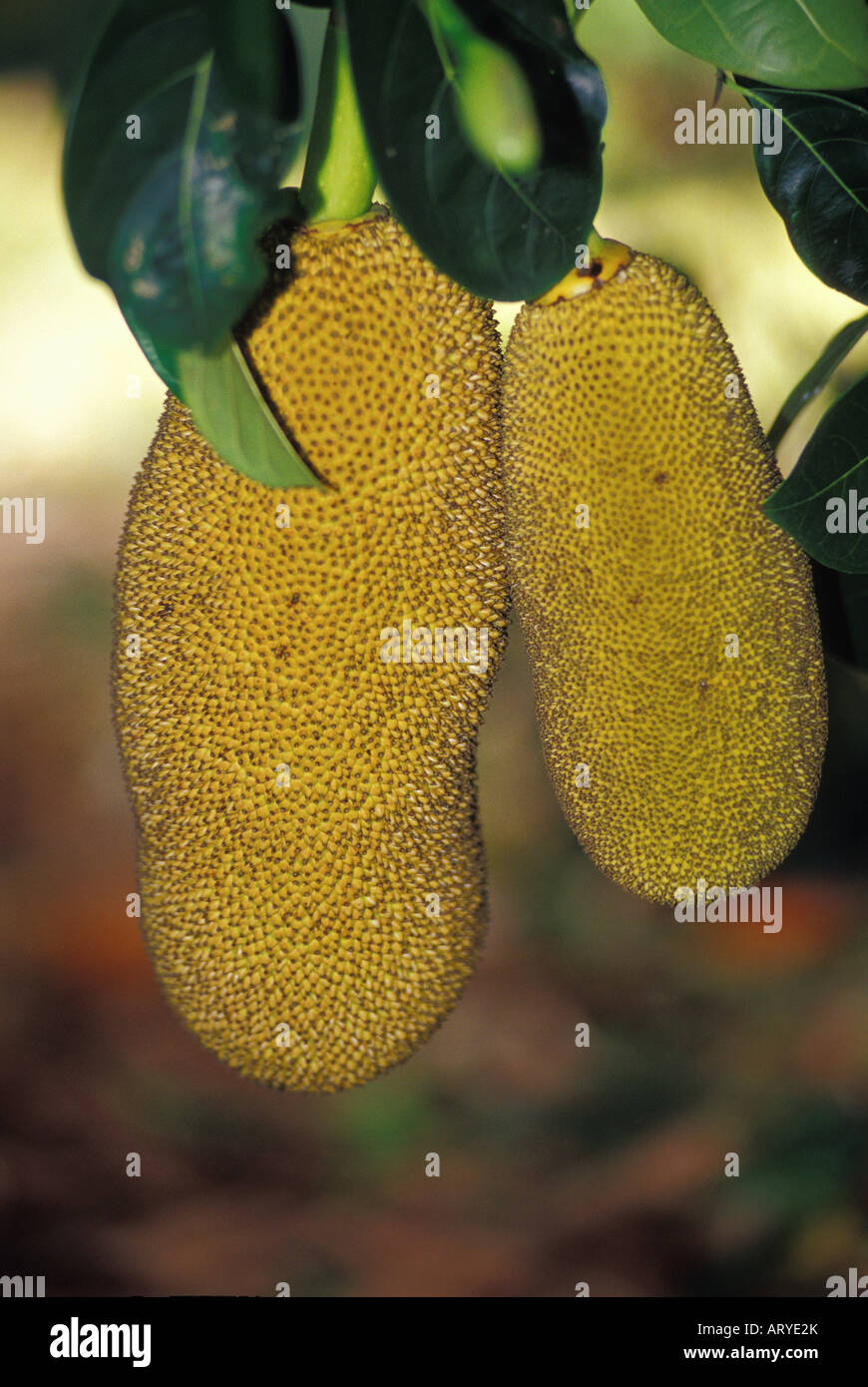 Jack fruit, grown at an Oahu fruit nursery Stock Photo Alamy
