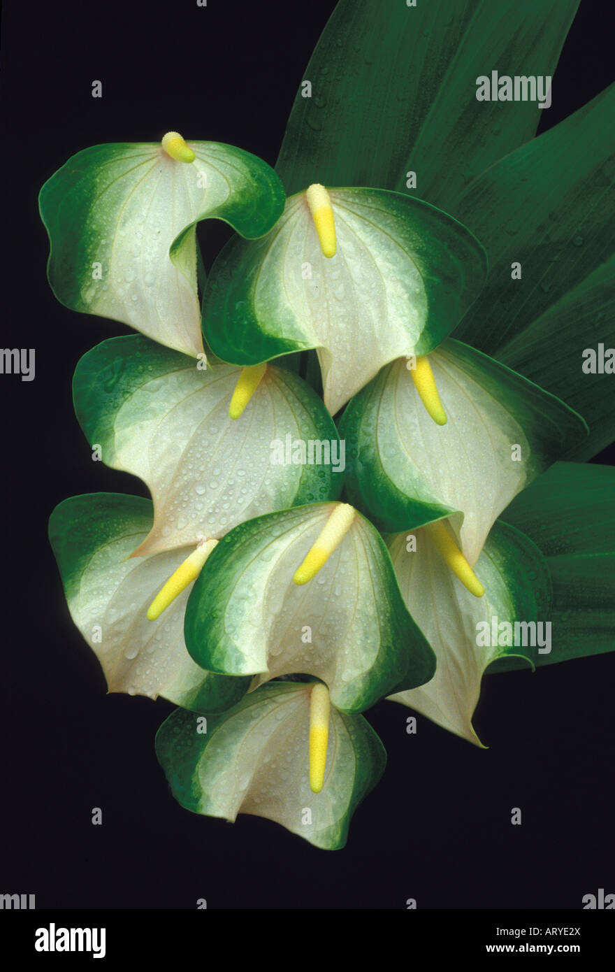 Butterfly anthurium hi-res stock photography and images - Alamy