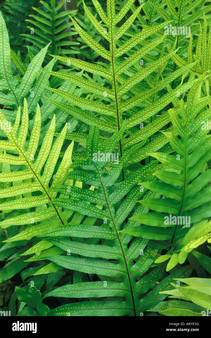 Lauae ferns hi-res stock photography and images - Alamy