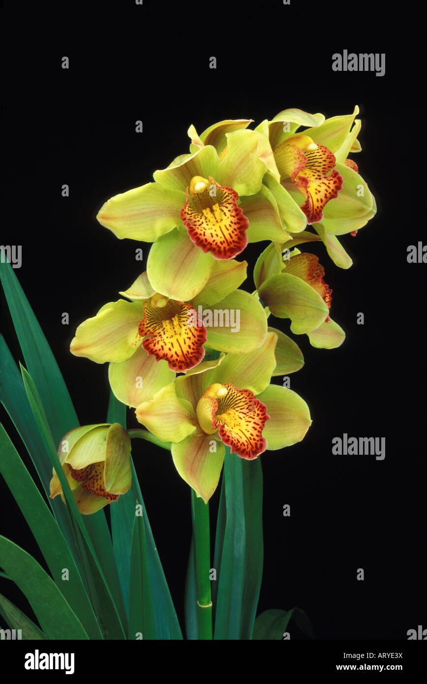 Yellow and orange cymbidium orchid Stock Photo