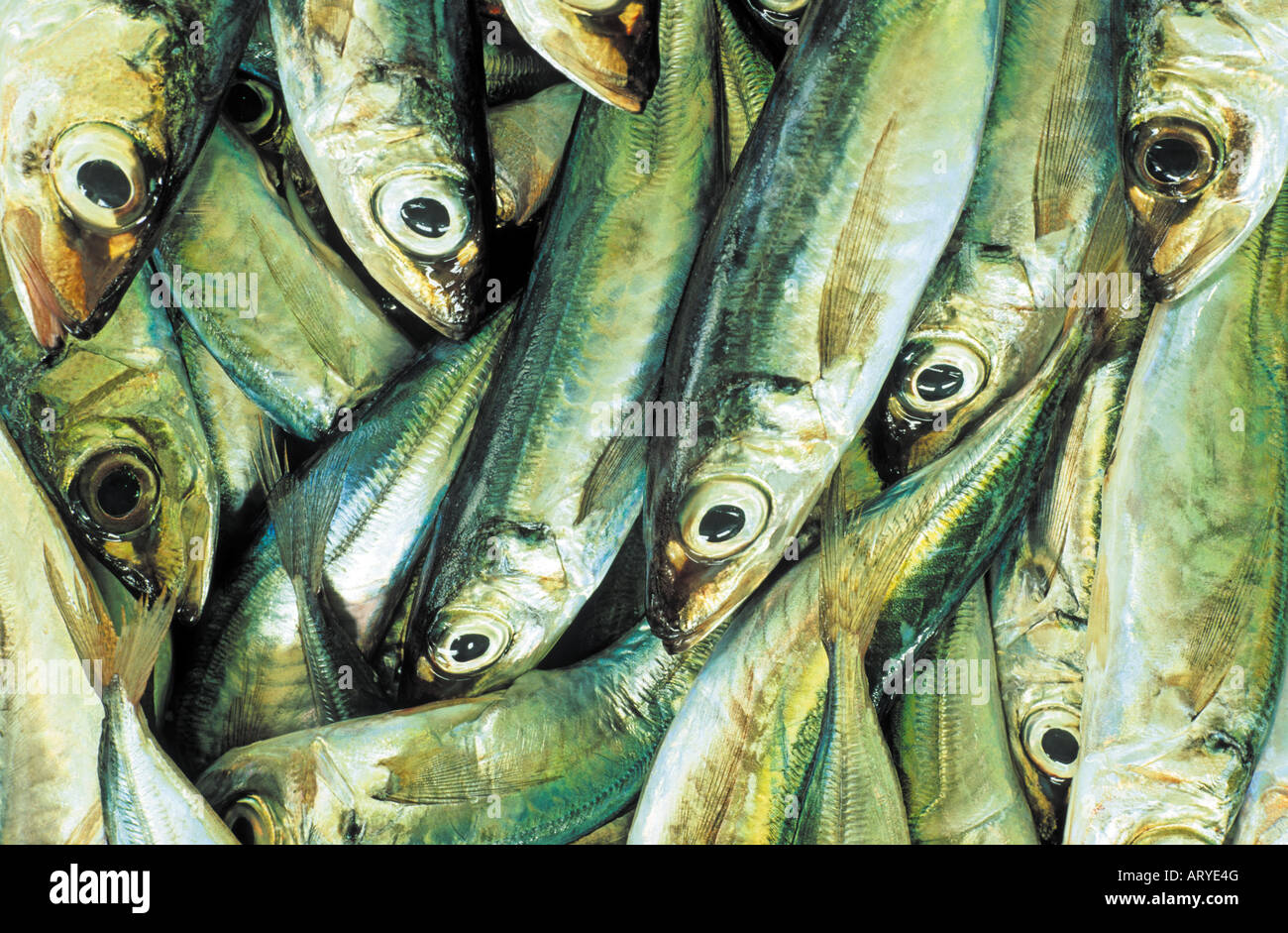 Portuguese Sardines, Algarve, Portugal Stock Photo