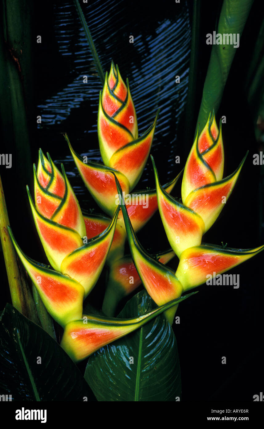 Heliconia (Heliconia wagneriana) flowers against dark green foliage Stock Photo
