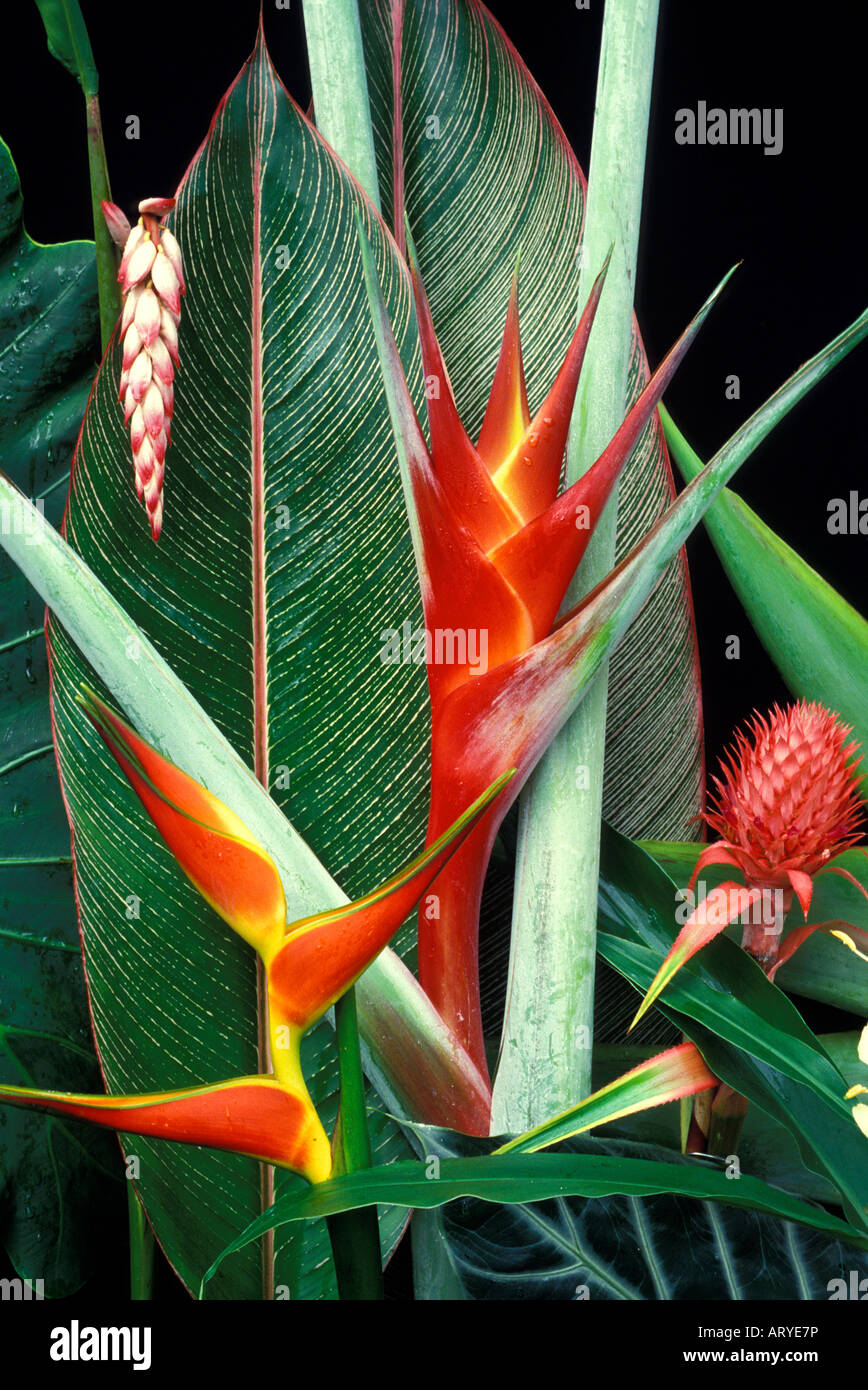 Mix of tropical flowers including shell ginger, heliconia purpurea, bromeliad, and heliconia bihai with h. striata leaf Stock Photo