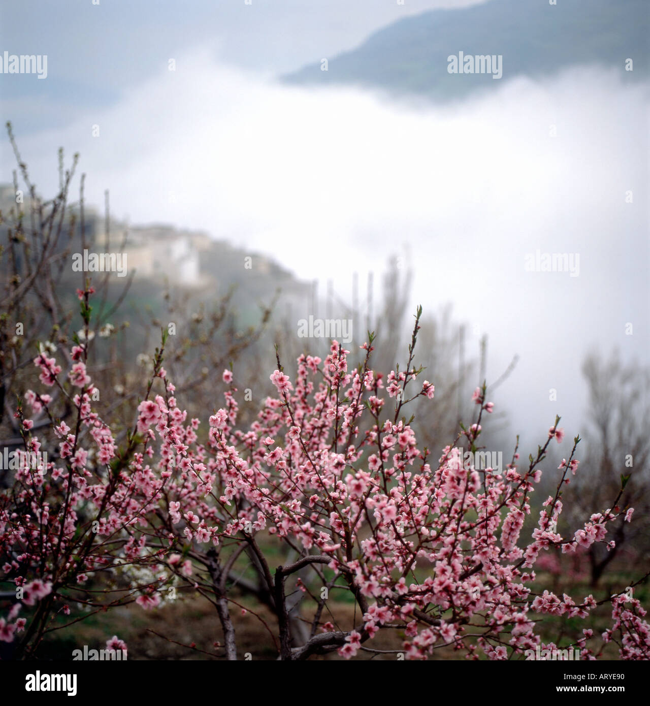 Cherry blossom in spring in Capileira, the highest Alpujarra Village in the Sierra Nevada Mountains in Andalusia Southern Spain Stock Photo