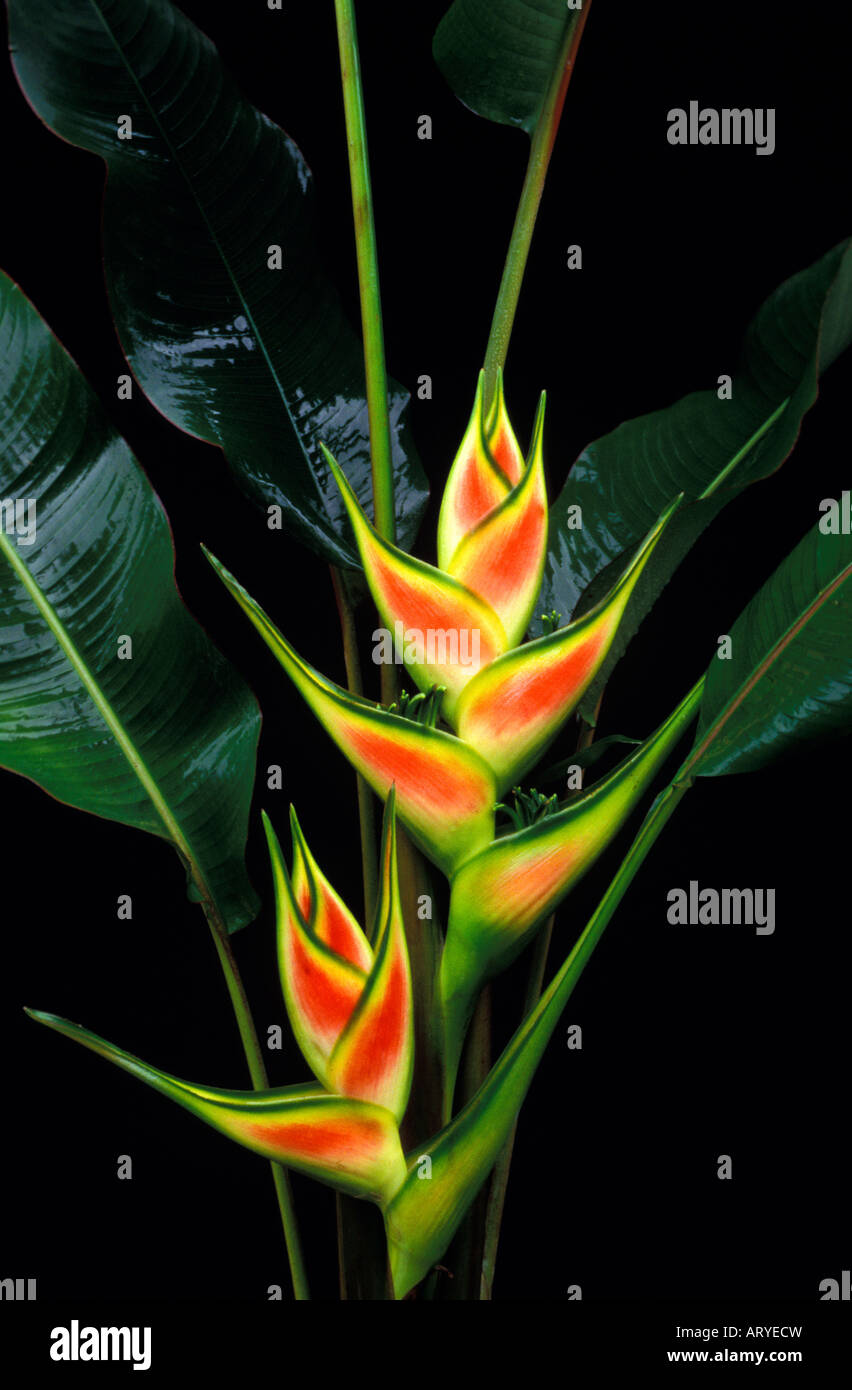 Red, yellow and green bracts and glossy green foliage of Heliconia wagneriana against a black background Stock Photo