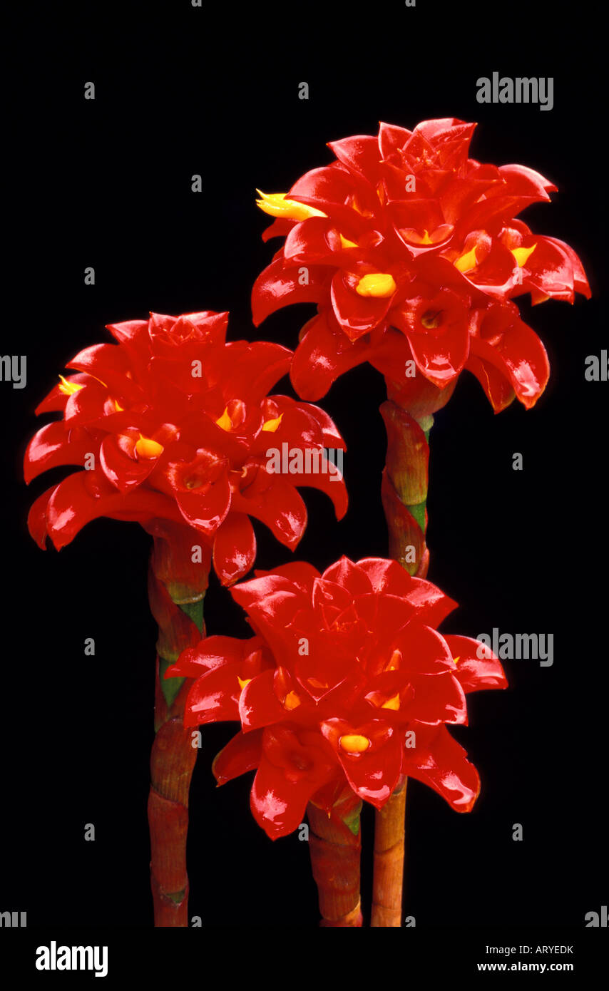 Three red bracts with yellow flowers of Indonesian wax ginger (Tapeinochilos ananassae) against a backdrop of black Stock Photo
