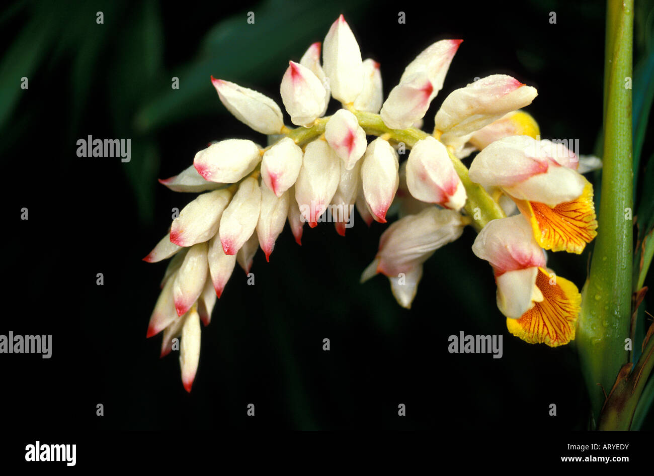 close-up blooming spray of shell ginger (Alpinia zerumbet), its blossoms white with pink tips as buds, with yellow-and-red Stock Photo