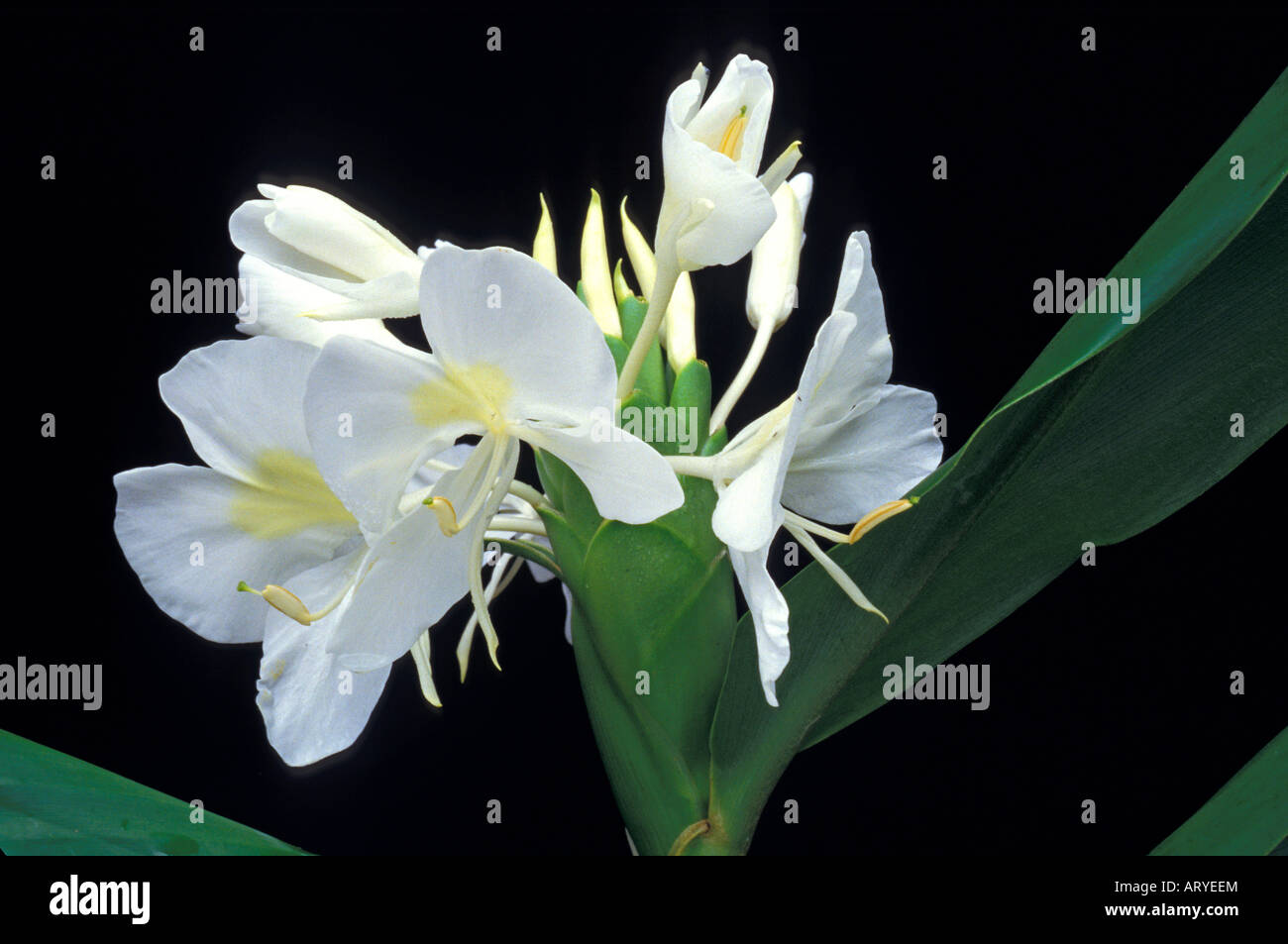 A group of pristine white ginger blooms on the plant.  White ginger=Hedychium coronarium=awapuhi keokeo Stock Photo