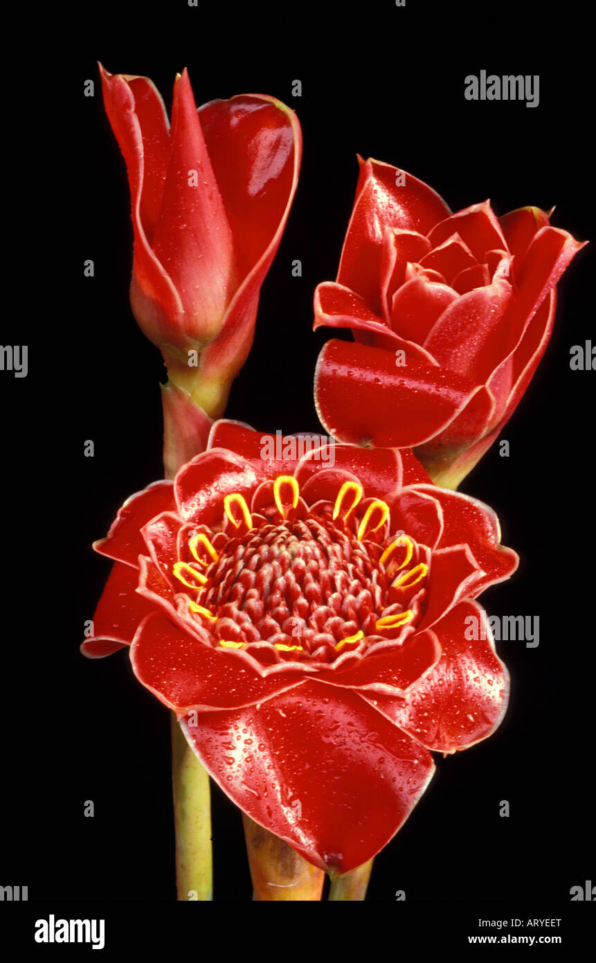 Three bracts of of tulip torch ginger (Nicolaia hemisphaerica cv. Helani tulip), bright red and
