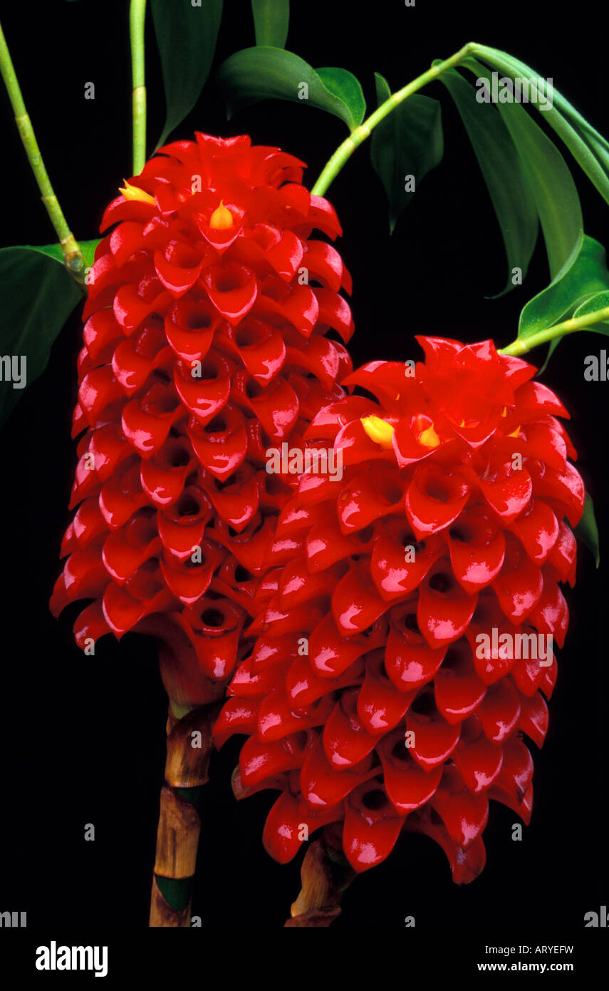 Two red bracts of Indonesian wax ginger (Tapeinochilos ananassae) bearing a yellow flower here and there, accented with foliage Stock Photo