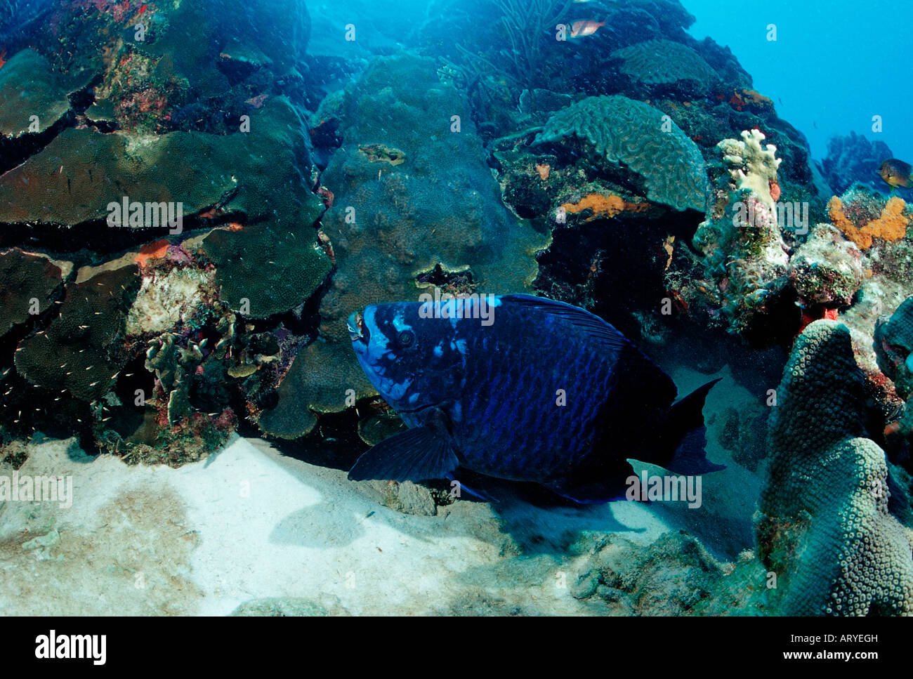 Midnight Parrotfish Scarus coelestinus Caribbean Sea Cuba Stock Photo