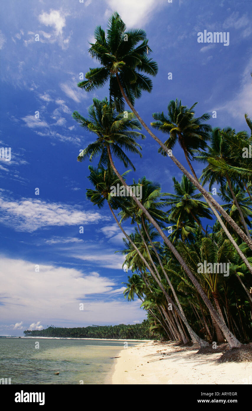 Towering palms Nias Island Stock Photo - Alamy