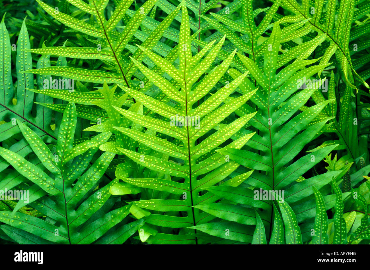Lauae ferns (Microsorium scolopendria Stock Photo - Alamy