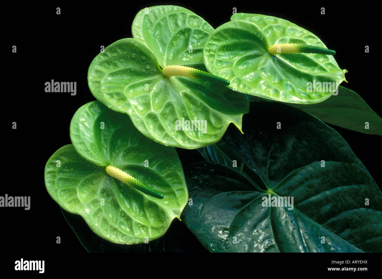 Anthurium cv. Midori Stock Photo